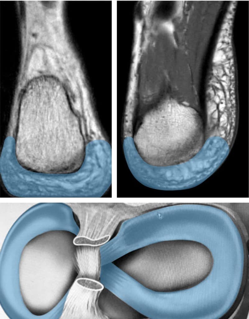 01_collage_anatomie_full